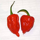 Two vibrant red, wrinkled chili peppers with green stems rest on a white background, evoking the intense heat of The Spice Lab Ghost Pepper Sea Salt (Naga Jolokia), renowned for its fiery seasoning.