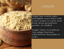 A bowl holds a generous serving of Spice Wheel Ginger Powder, its vibrant aroma filling the air, while slices of fresh ginger root are visible in the background. Text highlights the spicy flavor and versatile culinary uses of this Southeast Asian spice from Spice Wheel.