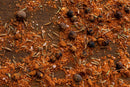 A close-up of World Spice Caribbean Spice by World Spice scattered on a wooden surface, featuring a vibrant blend of whole peppercorns, cumin seeds, coarse salt, red chili powder, and a hint of allspice for an aromatic touch inspired by authentic Caribbean seasoning.