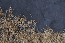 A scattered pile of World Spice Dill Seed—small, brown, and oval—rests on a dark, textured surface, with the seeds concentrated at the bottom and thinning out toward the top.