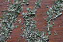 World Spice Herbes de Provence, a blend of dried green and brown savory and other classic French herbs from World Spice, are scattered on a wooden surface.