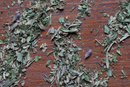 A close-up of World Spice Herbes de Provence with Lavender by World Spice, a floral herb blend featuring lavender seasoning, scattered on a wooden surface and displaying a mix of green and brown leaves along with small pieces of plant material.
