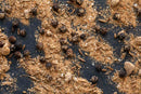 A close-up of World Spice Chaat Masala by World Spice, scattered on a dark surface, showcases whole black peppercorns, cumin seeds, and a flavorful blend of ground spices.