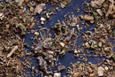 A close-up view of World Spice Poultry Rub by World Spice—a blend of dried herbs and spices scattered on a dark surface—showcases an array of textures and colors reminiscent of freshly ground chicken seasoning.