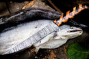 A fish rests on a log with a Texan Knives Custom Handmade Damascus Steel Fillet Knife (13”) featuring a patterned blade and wooden handle across its body, surrounded by leaves and wood textures in the background.