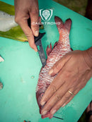 Dalstrong Filled knife 4.7" Night Shark Series slicing fish. 