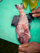 Dalstrong Night Shark 3-Piece Knife Set – Hunting & Cooking Knives with Gut Hook, Boning Knife, and Mini Cleaver cutting fish