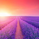 A vibrant lavender field at sunset evokes the aromatic essence of SALTOPIA Herbs De Provence Seasoning Salt, a blend from SALTOPIA Infused Sea Salts, with fragrance wafting through the air along a clear dirt path.