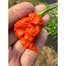 A hand holds a bright red, wrinkled Carolina Reaper pepper, evoking the intense heat of the Powerful Pepper Company’s Strawberry Death Spiral Chili Jam. Green leaves and soil are visible in the blurred background.