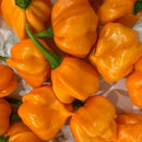 A close-up of several bright orange habanero peppers with green stems, clustered together against a light background—perfect for showcasing the vibrant color of Freeport Orange Scotch Bonnet varieties or crafting a Caribbean-inspired spread like Powerful Pepper Company’s Powerful Pepper Pineapple Scotch Bonnett Chili Jam.
