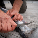 A person’s hands use a knife to fillet a fish on a concrete surface, focusing on the blade and scales. Beside them rests the Messermeister Overland Chef 6-Piece Leather Knife Roll Set, keeping their Messermeister outdoor cooking knives organized and ready for any adventure.
