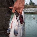 A person holds a large fish by the gills with one hand and a fillet knife in the other, standing near a body of water with a white bridge and trees in the background, their Messermeister Overland Chef 6-Piece Leather Knife Roll Set from Messermeister resting nearby—an essential companion for anyone who values quality outdoor cooking knives.