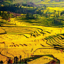 Terraced fields covered in bright yellow flowers, reminiscent of The Spice Lab Ground Yellow Mustard 1 lb, stretch across rolling hills, with trees and power lines scattered throughout the vibrant landscape under soft daylight.