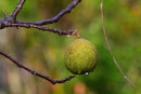 A lone green walnut clings to a bare tree branch dotted with water droplets, framed by a softly blurred green and yellow backdrop—capturing the deep, complex character of Georgetown Olive Oil Co. BLACK WALNUT Balsamic Vinegar, barrel-aged in Modena, Italy.