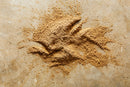 A pile of World Spice Cascade Mushroom Mix, a light brown powder from World Spice, scattered on a tan, textured surface—an ideal umami bomb for enhancing soups and gravies.