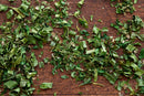 World Spice Fines Herbes by World Spice, a classic blend of chopped dried green herbs for French cuisine, is scattered on a wooden surface.
