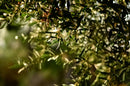 Under dappled sunlight, clusters of green olives and slender leaves emerge from the branches of an olive tree against a softly blurred green backdrop—a scene evoking the early-harvest Picual olives used to create Georgetown Olive Oil Co. Gold Harvest Spanish Extra Virgin Olive Oil, celebrated for its ultra high polyphenols and acclaimed as one of Spain’s finest by Georgetown Olive Oil Co.