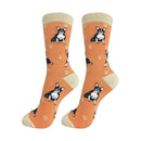 Boston Terrier dog socks for BBQ lovers at DDR BBQ Supply – ideal gift for grillers and their spunky little sidekick